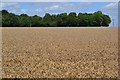 Crop field north of Upper Oakcuts Copse