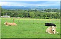 Contented cattle on the hillside