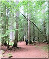 Strolling past some very big trees