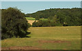 Sheep pasture near Yewtree House