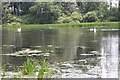 NT6826 : Ploughlands Pond by Jim Barton