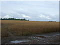 Cereal crop off Brickendon Lane