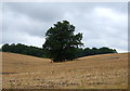 Stubble field, Stapleford