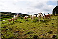 Cattle, Carryglass