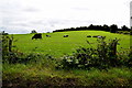 Cattle, Lisconrea