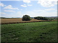 Isolated tree and a plantation near Manor Farm. Brigstock