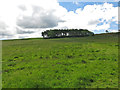 Rough pastures below Ley Plantation