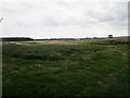 TL0195 : Uncultivated area near Tomlin Wood by Jonathan Thacker