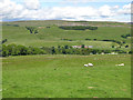 Farmland above Brotherlee (3)