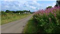 Rosebay willowherb on Hill Road