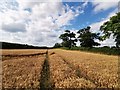 Wheat Field next to Denham Lane