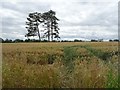 SO8846 : Wheat field at Croome by Philip Halling