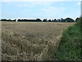 SK1118 : Barley field, Olive Green by Christine Johnstone