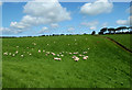 Pasture field near Maybole