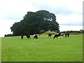 Field with cattle on Windrigg Hill