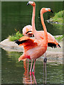 SO7204 : Two Caribbean Flamingos at Slimbridge by David Dixon