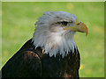 SO7023 : Bald Eagle by David Dixon