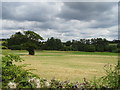 Cut silage field off Redbourn Road (A5183)