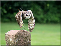 SO7023 : ICBP Flying Display, Abyssinian Eagle Owl (Bubo cinerascens) by David Dixon