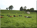 Cows and laithe near Crosby Ravensworth