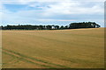 Farmland near Waulkmills