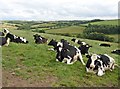 Cattle at rest on Milltown Hill