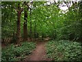 Footpath in the southern part of Park Woods