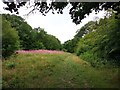 Bridleway through Park Woods