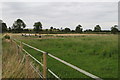 Paddocks by the path