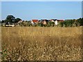 Crop field South of Mattishall