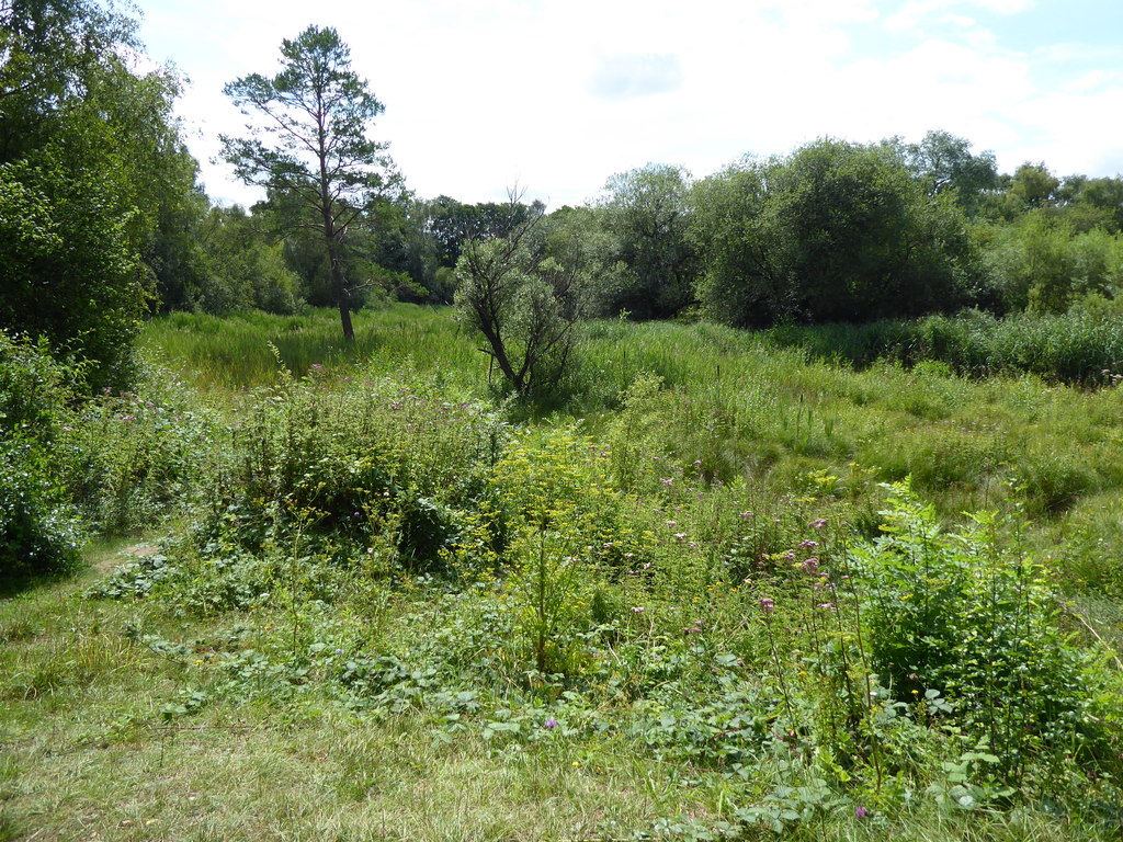 Fen, Dry Sandford Pit Nature Reserve © Vieve Forward cc-by-sa/2.0 ...