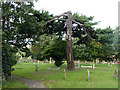 TQ6171 : Churchyard tree with amputated limbs by Robin Webster