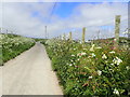 Flower-decked roadsides in Lleyn