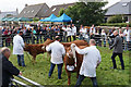 Judging cattle at the Orkney County Show