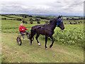 A horse and trap climbing Disgwylfa Hill