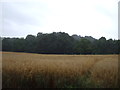 Crop field and woodland