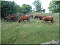 Highland cattle next to the River Medway