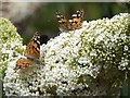 NY9363 : Painted Ladies in Loughbrow Park by Oliver Dixon