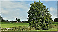 Tree, Ballyrobin, Templepatrick/Killead (August 2019)