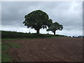 Hedgerow beside the B4379, Sheriffhales