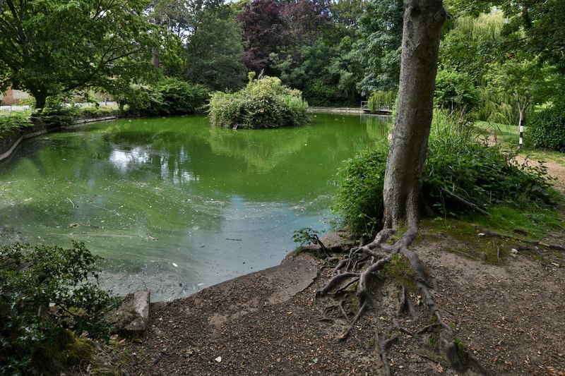 Shanklin Big Mead Pond © Michael Garlick ccbysa/2.0 Geograph