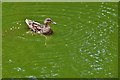 Shanklin: Ducks on Big Mead Pond 6