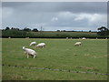 Sheep grazing near The Deanery Farm