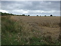 Cereal crop north of Penkridge