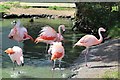 A colony, stand, regiment or flamboyance of Chilean flamingos