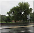 Weeping willows at the southern edge of Tredegar Park, Newport