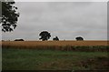 Field by Badingham Road, Peasenhall