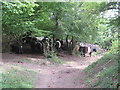 TQ1148 : Cattle on the path, near Dorking by Malc McDonald