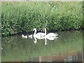 Swan family on the Nottingham canal