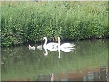 SK5639 : Swan family on the Nottingham canal by Eirian Evans